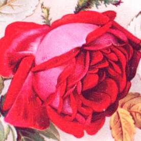 circular picture of a pink-red rose on a cream background